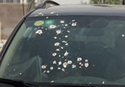 遇到鳥糞該怎樣來為汽車做保養